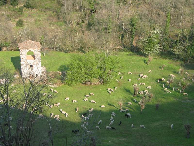 Moutons au Pigeonnier